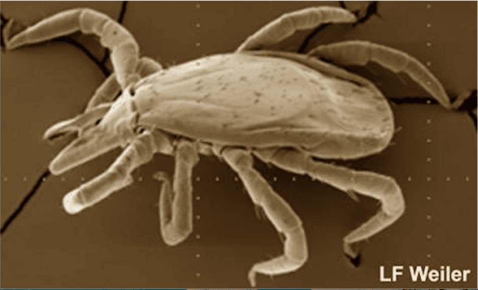 Leveraging Nature’s Secret Weapon Against Ticks