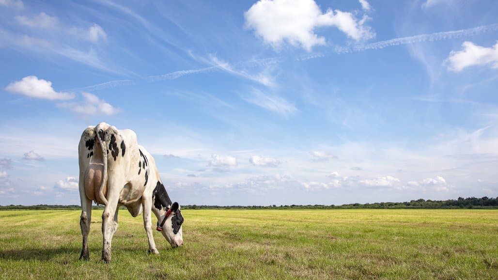 Explore Manure Technologies Before Dairy Plus Applications Close