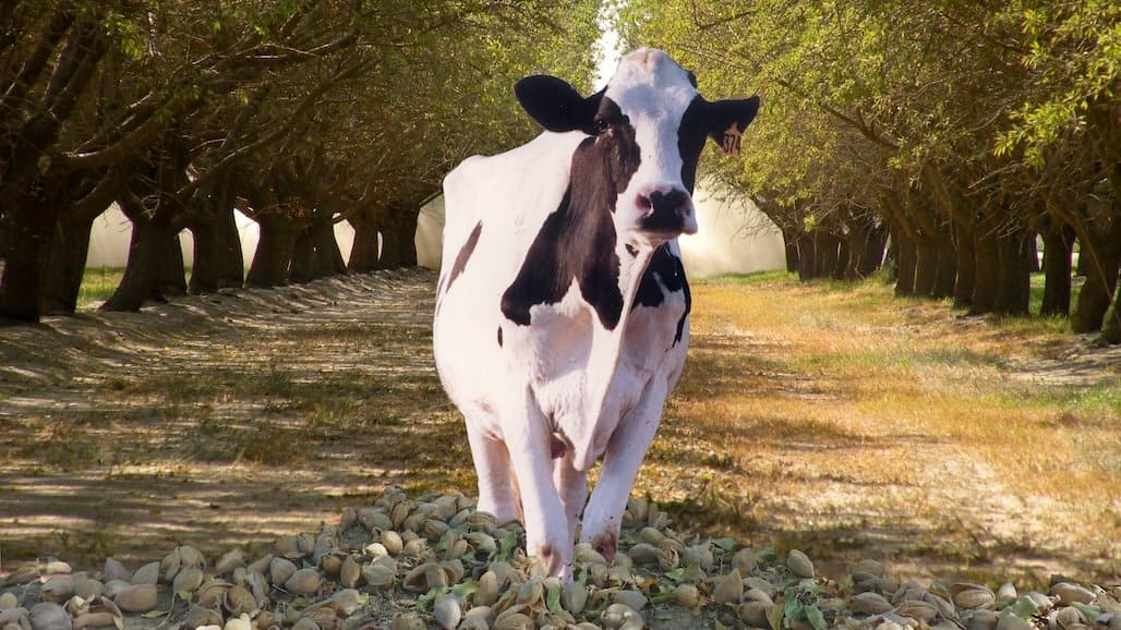 Dairy Orgs Praise H-2A Reform Bill