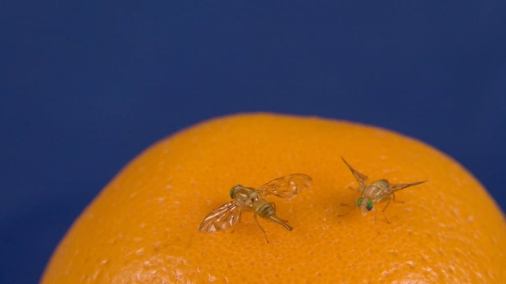Free CE Course Now Available on Invasive Fruit Flies in California