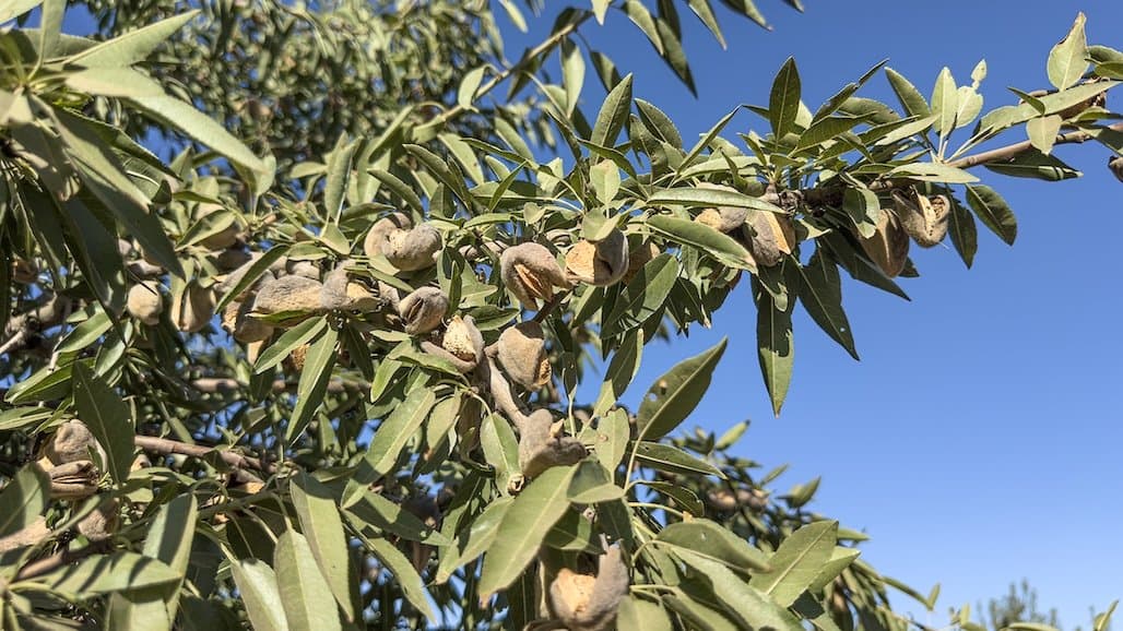 Blue Diamond Releases Crop Progress Report