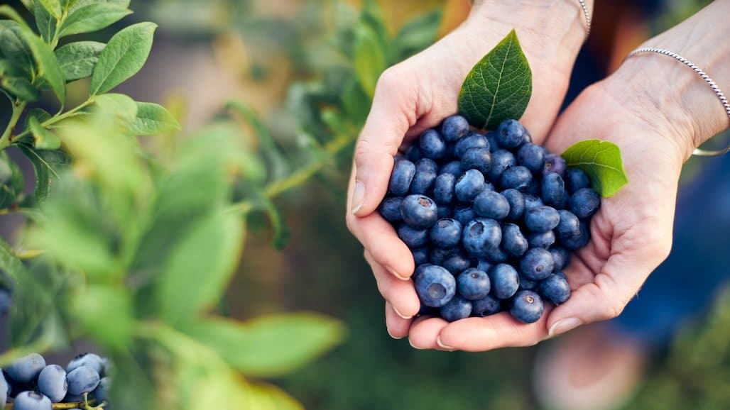 Blueberry Industry Votes in Support of USHBC