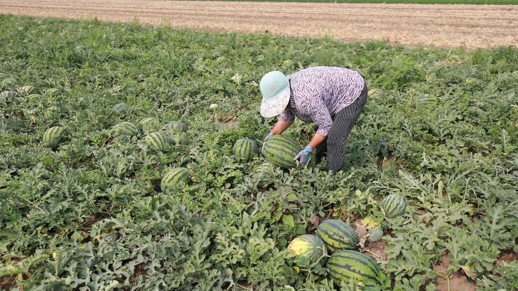 Mysterious Virus Affects Melons
