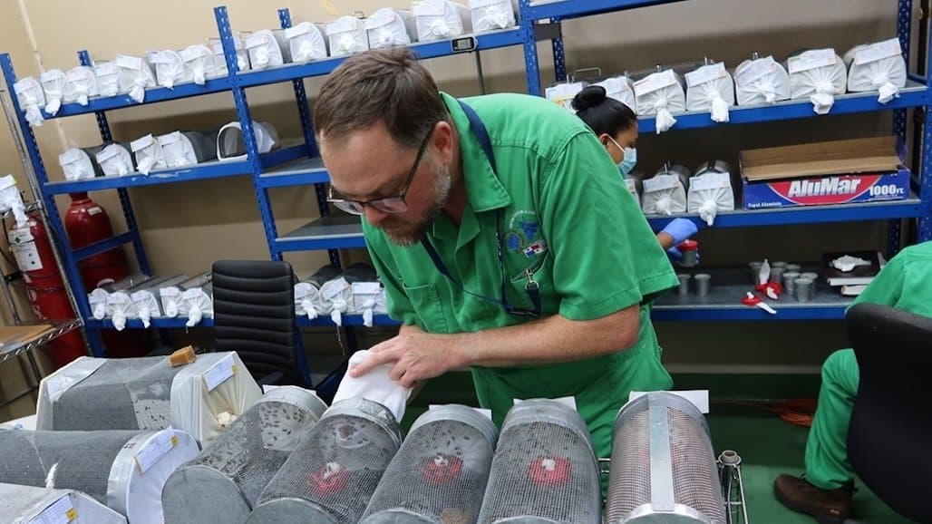 Screwworm Strain Readied for Active Duty
