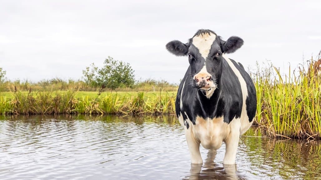 State Water Board Adopts the Dairy Remand Order