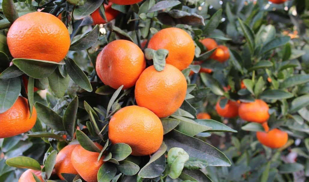 APHIS Expands the Citrus Greening (Huanglongbing) Quarantined Area in California