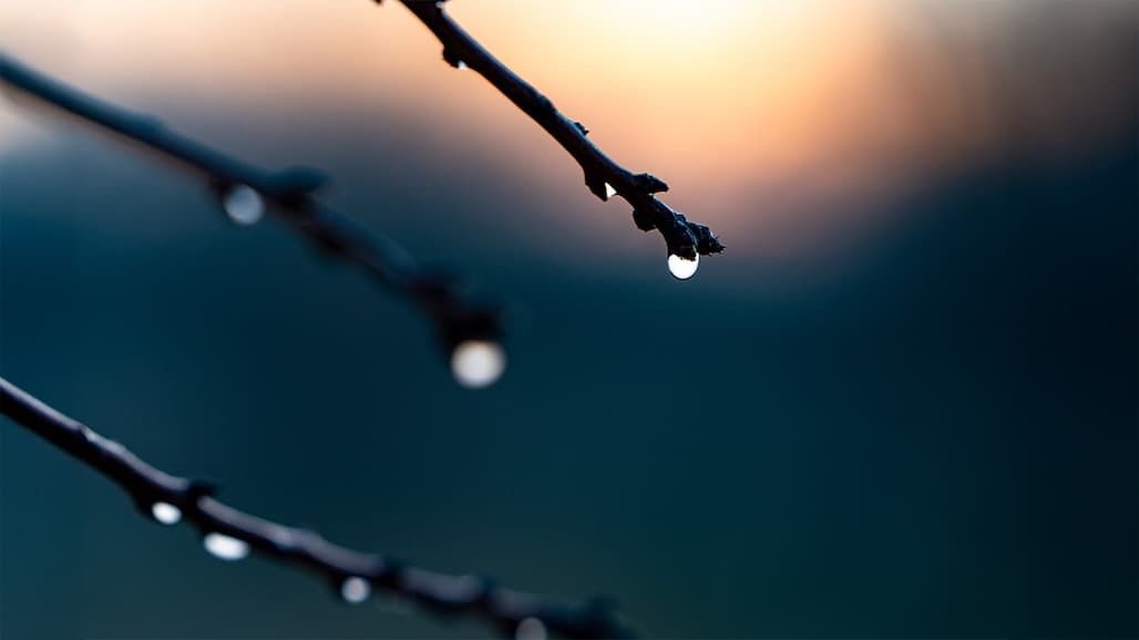 Photo contributed by the Almond Board of California.