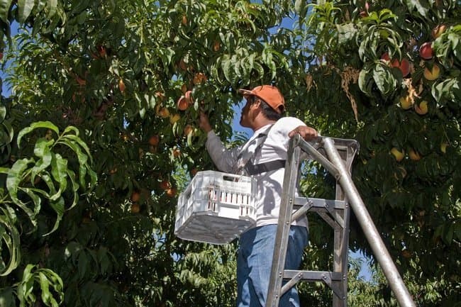 Late-harvest processing peaches produce more profit, new UC studies show