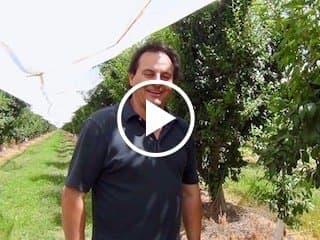 Central Valley Plum Season Update with Jimmy Simonian