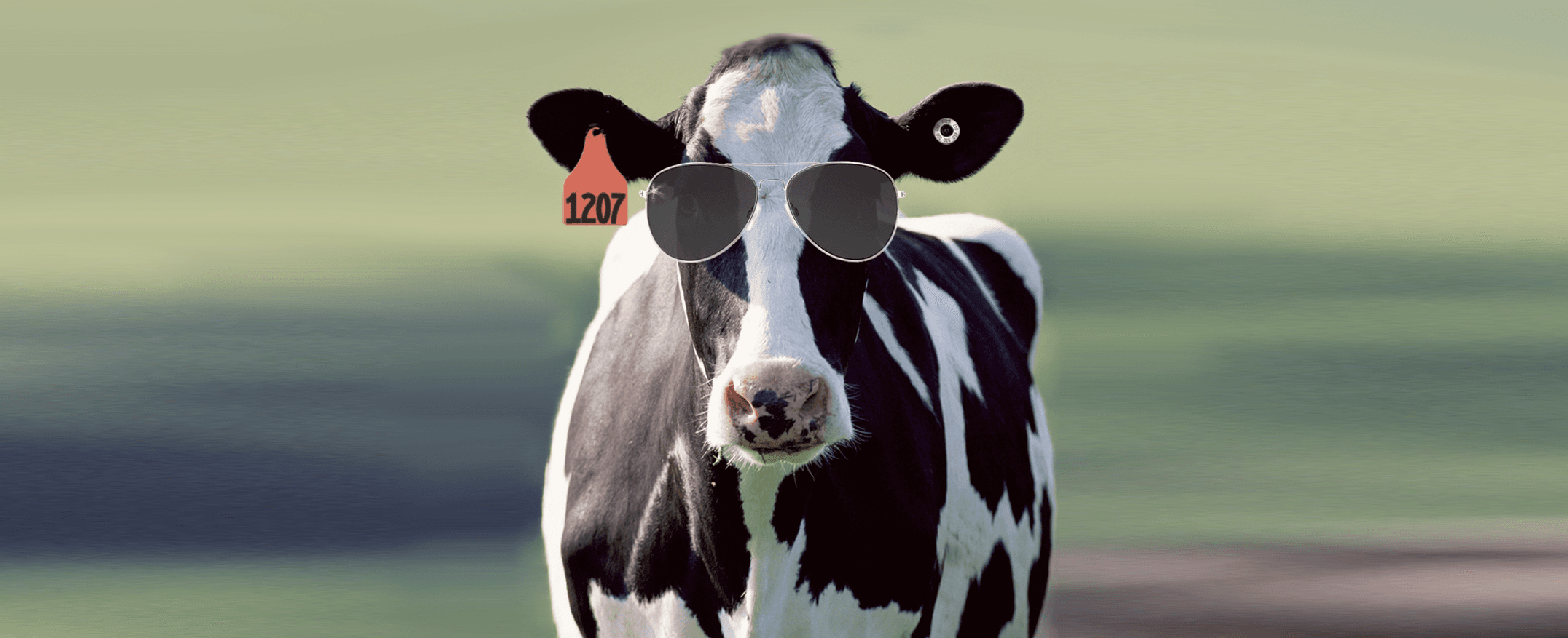 Keeping Cows Cool With Less Water and Energy