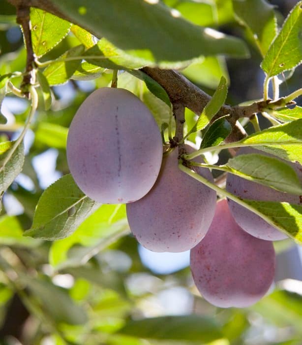 Advances in Prune Production Meeting, Sept. 26