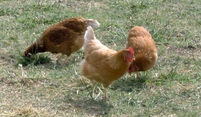 New California Waterfowl Tracker Website Launched to Help Poultry Producers Assess Bird Flu Risk