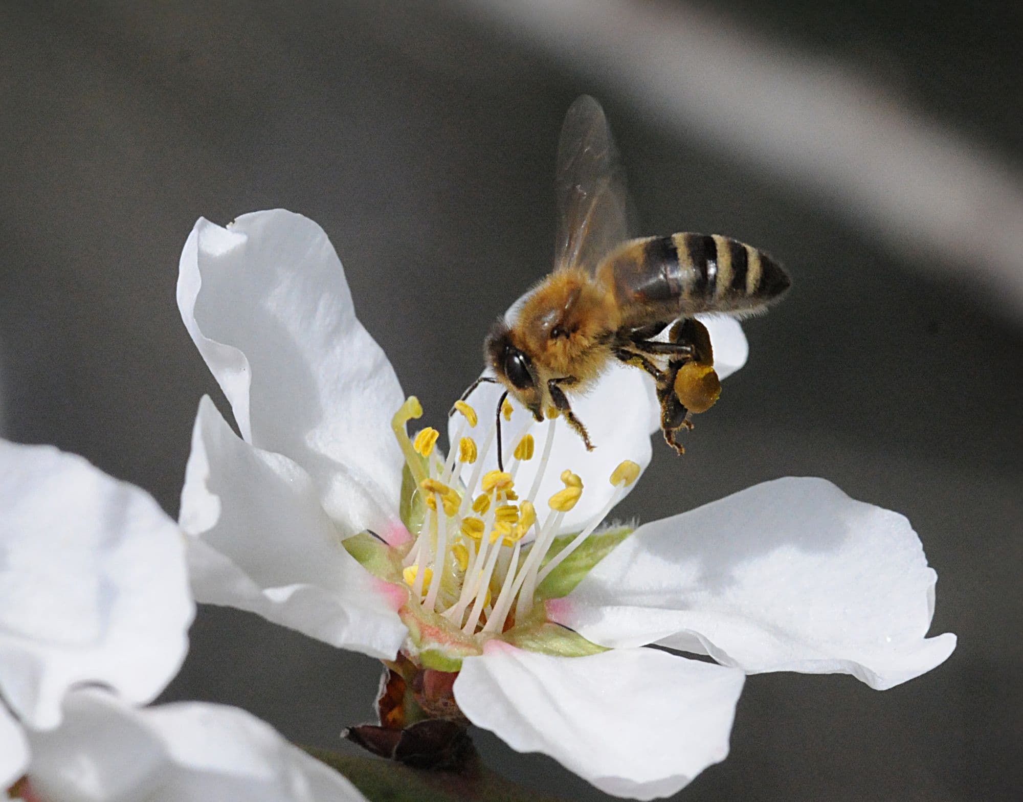 Using Vaccines To Increase Pollinator Health: Testing A Honey Bee Nosema Vaccine