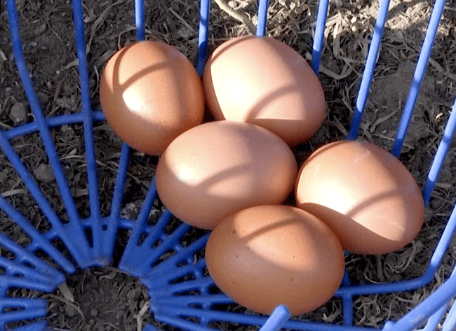 Got Backyard Chickens? Get Their Eggs Tested for Free
