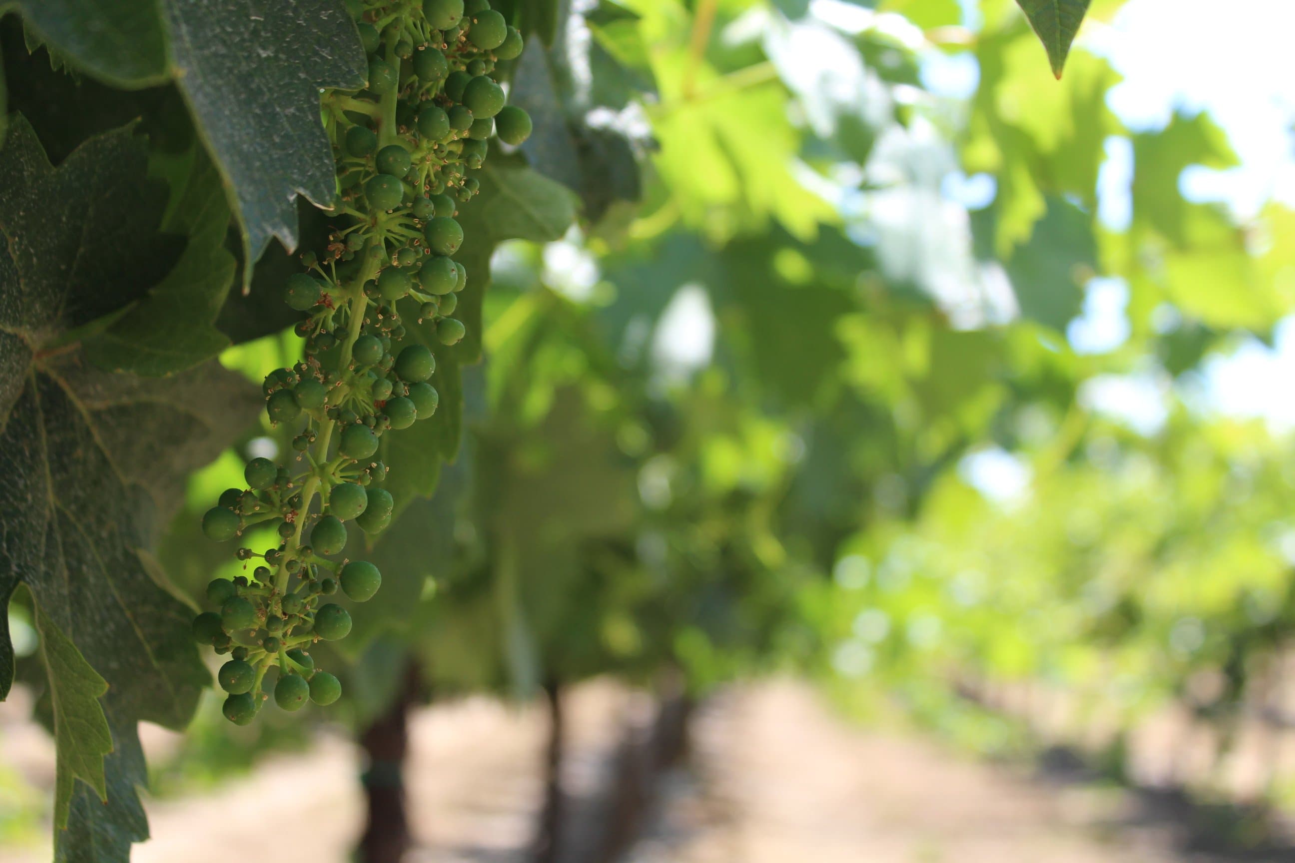 2018 CA Wine Grape Crop & Market Update with Nat DiBuduo
