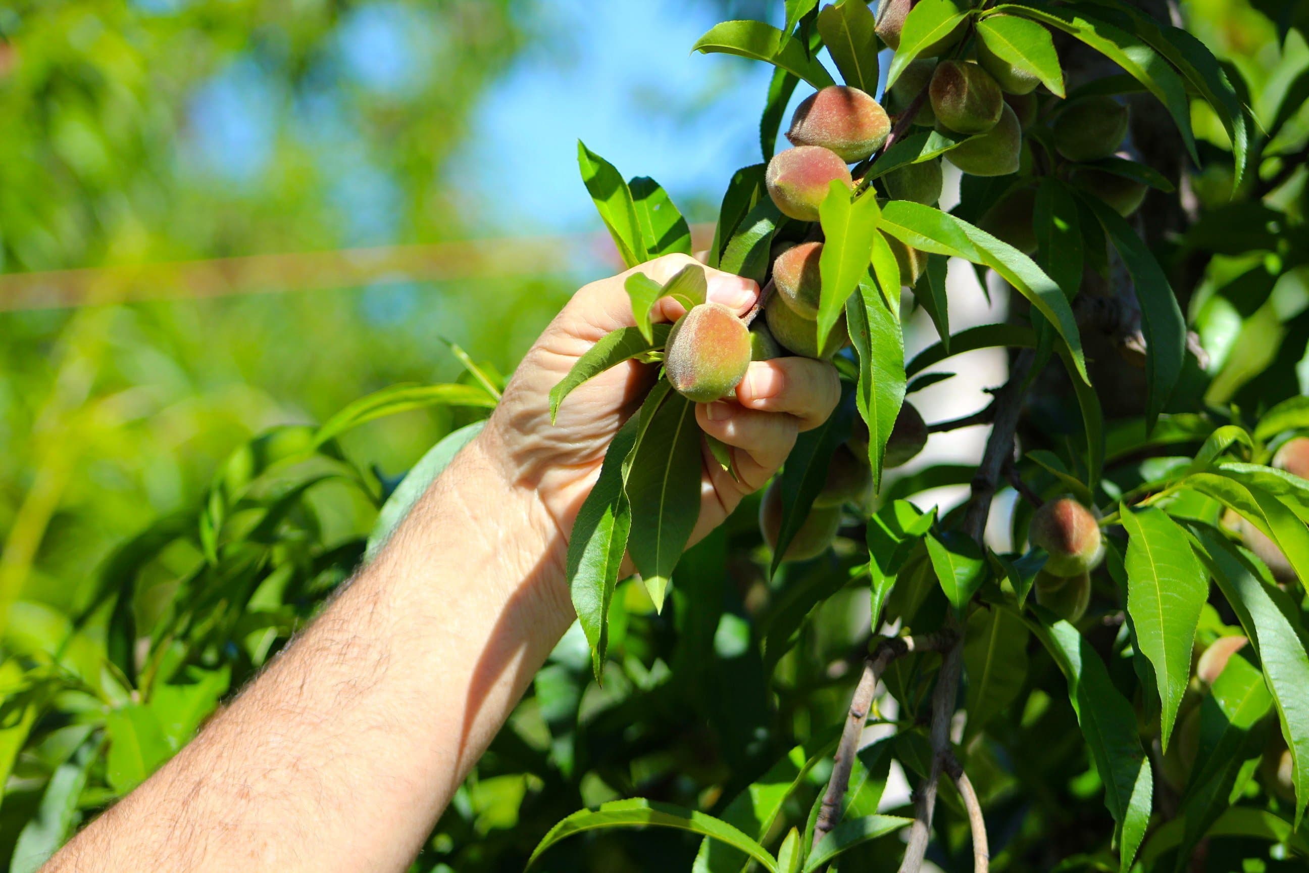 Top 2019 Ag Issues – California Fresh Fruit Association