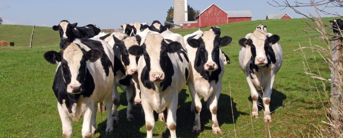 Dairy Producers Previously Enrolled in the Livestock Gross Margin Program Now Eligible for 2018 Margin Protection Program