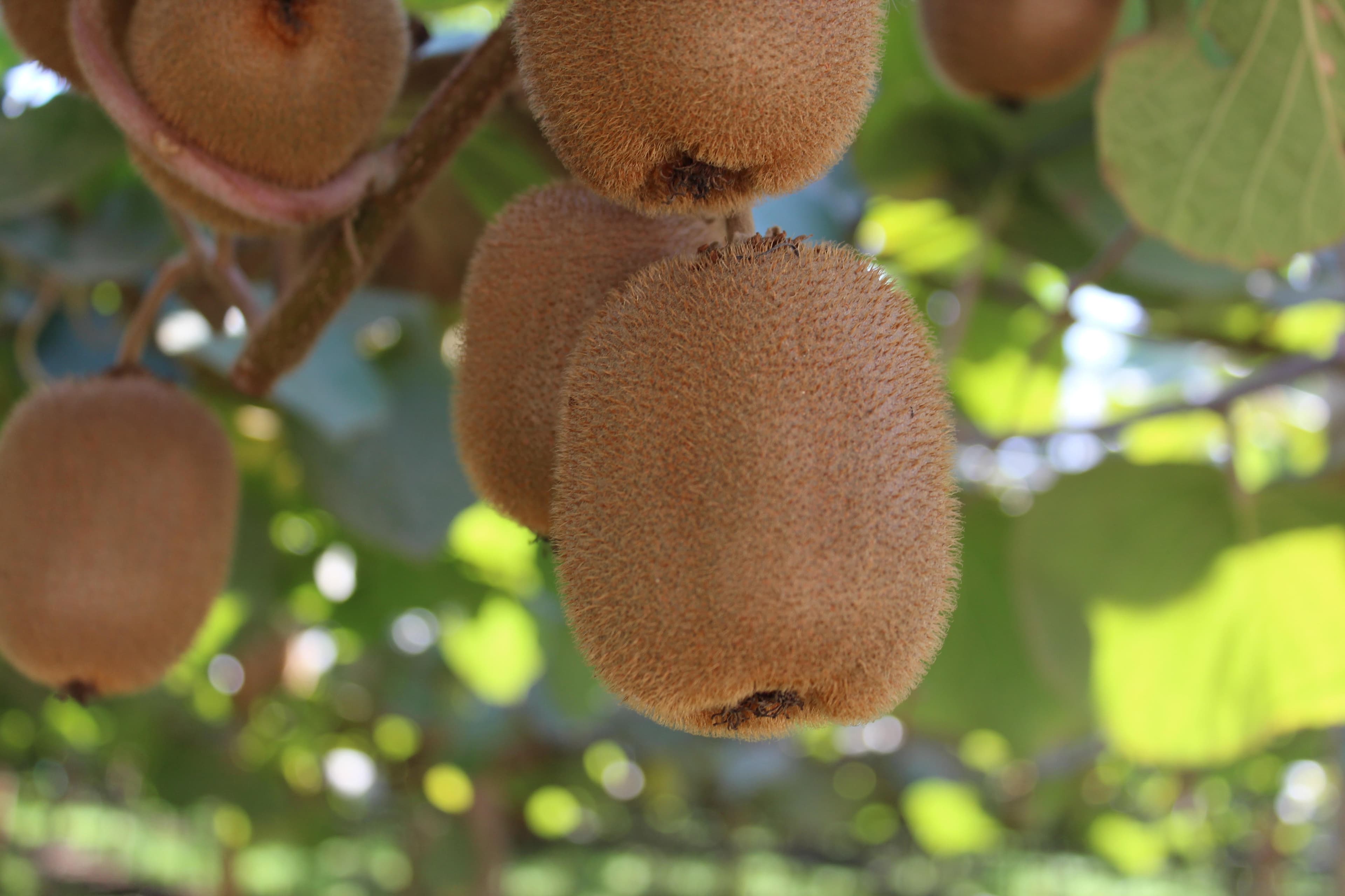 Kiwifruit Administrative Committee Board of Directors Nominations Underway – Industry Members Sought to Serve