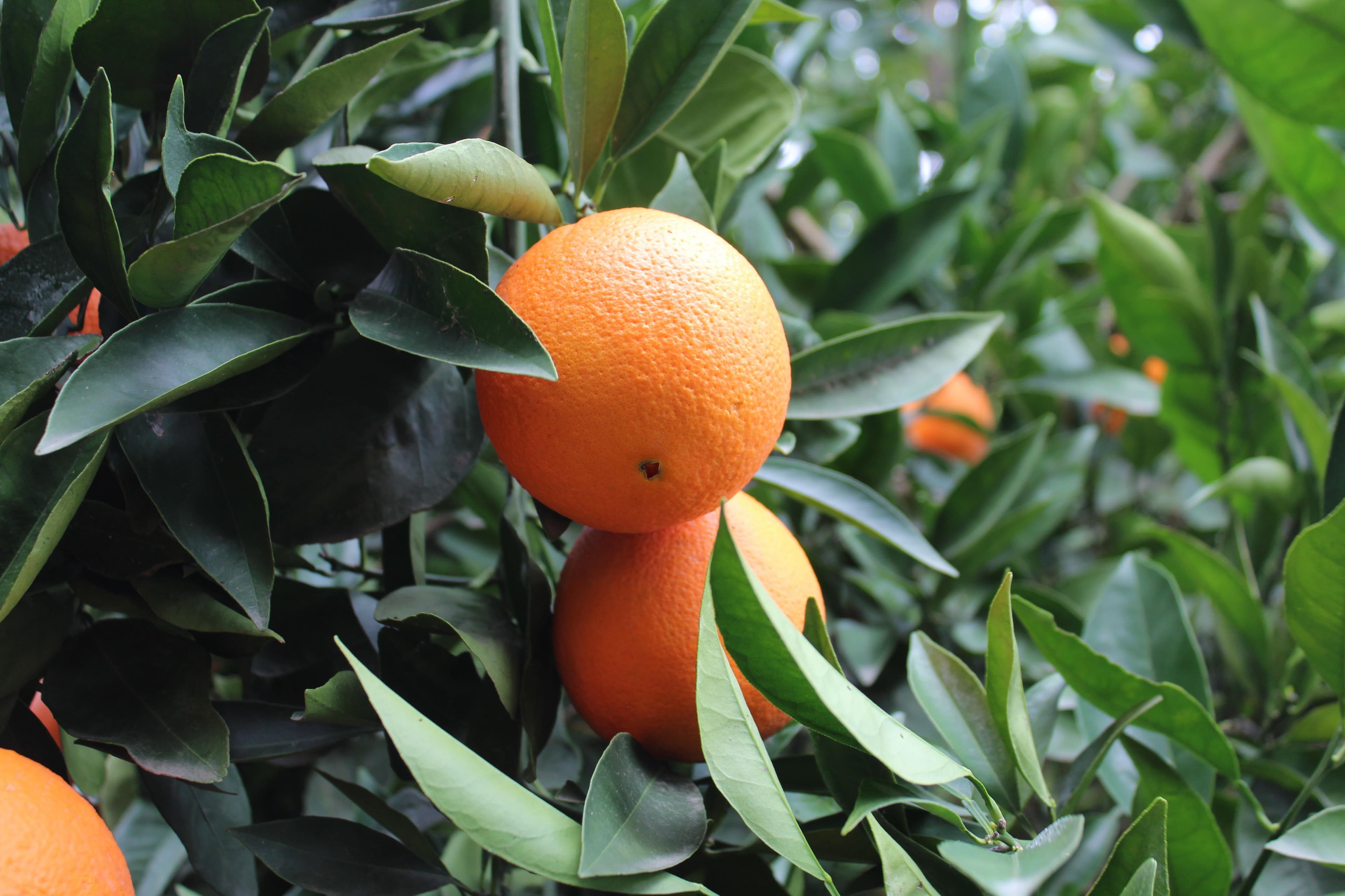 Kevin Ball Joins Citrus Pest & Disease Prevention Committee