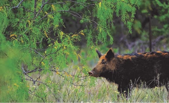 USDA Announces Feral Swine Eradication & Control Pilot Program