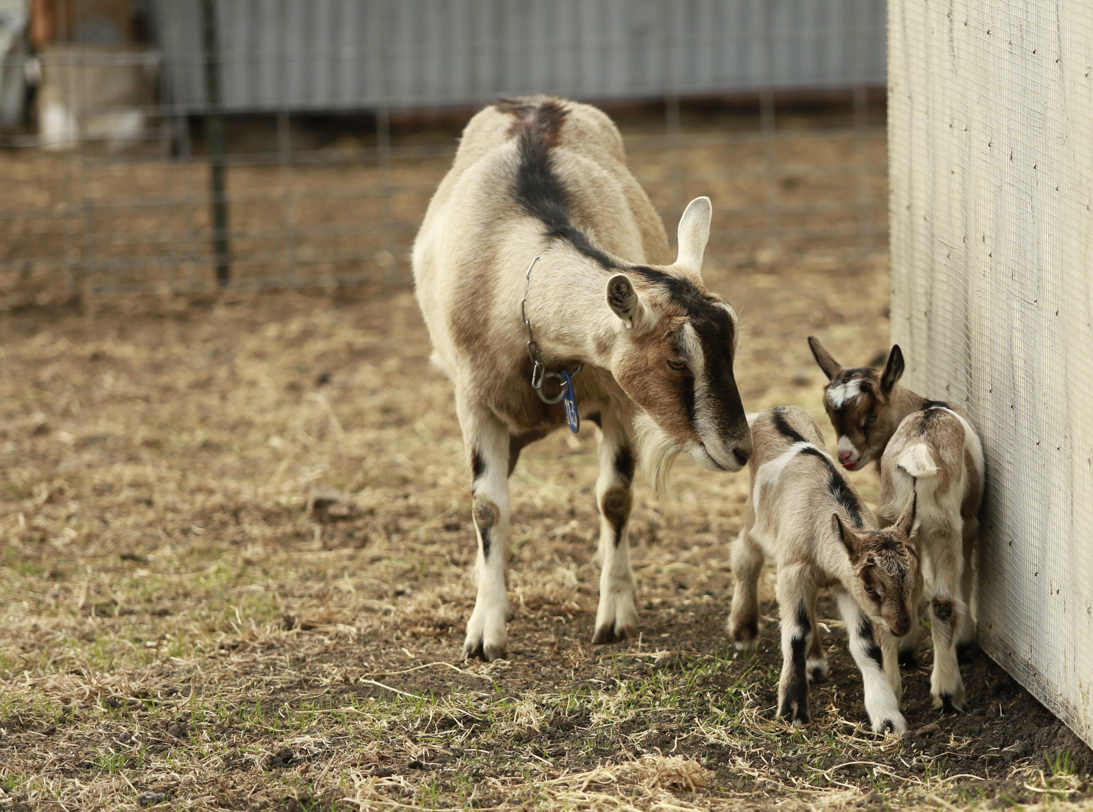 USDA Study on Goats in California