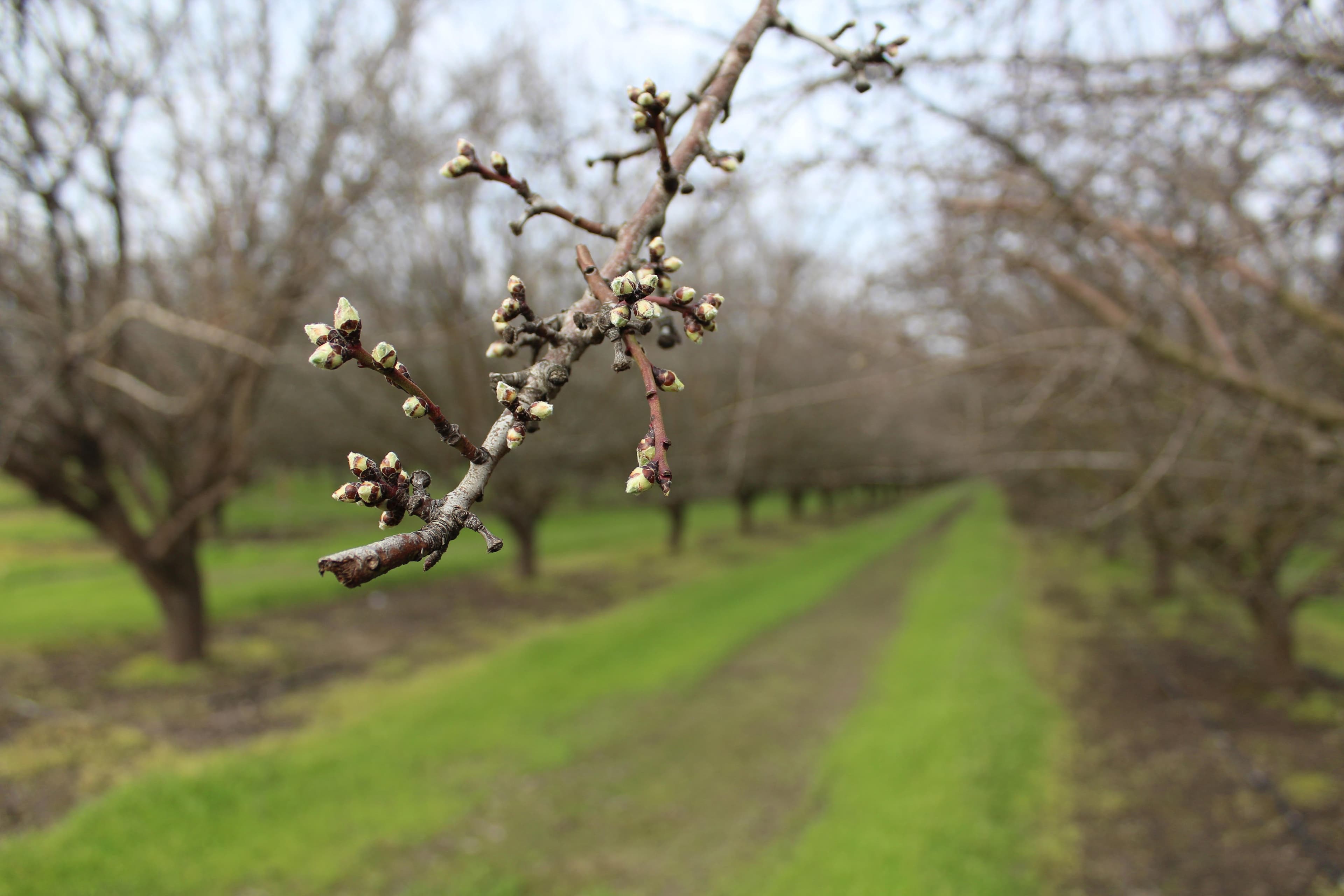 Stanislaus County Ag Economic Contributions & Farm Gate Value