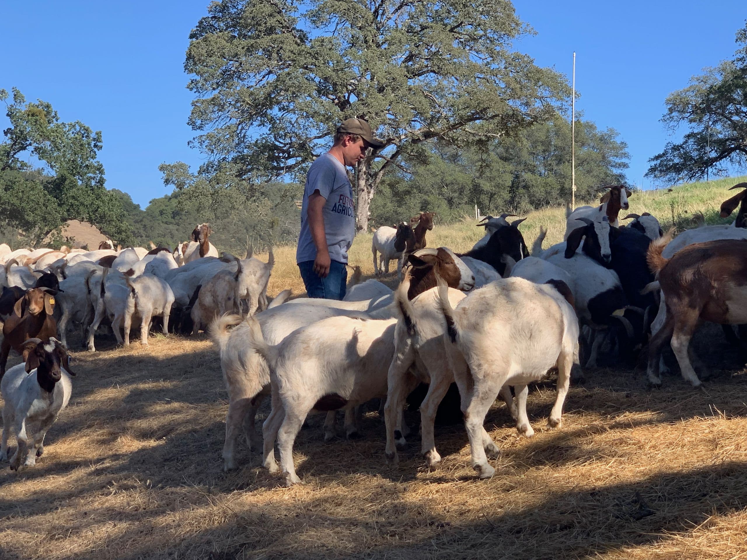 Merced Goat Farmer Receives Highest Honor at FFA National Convention