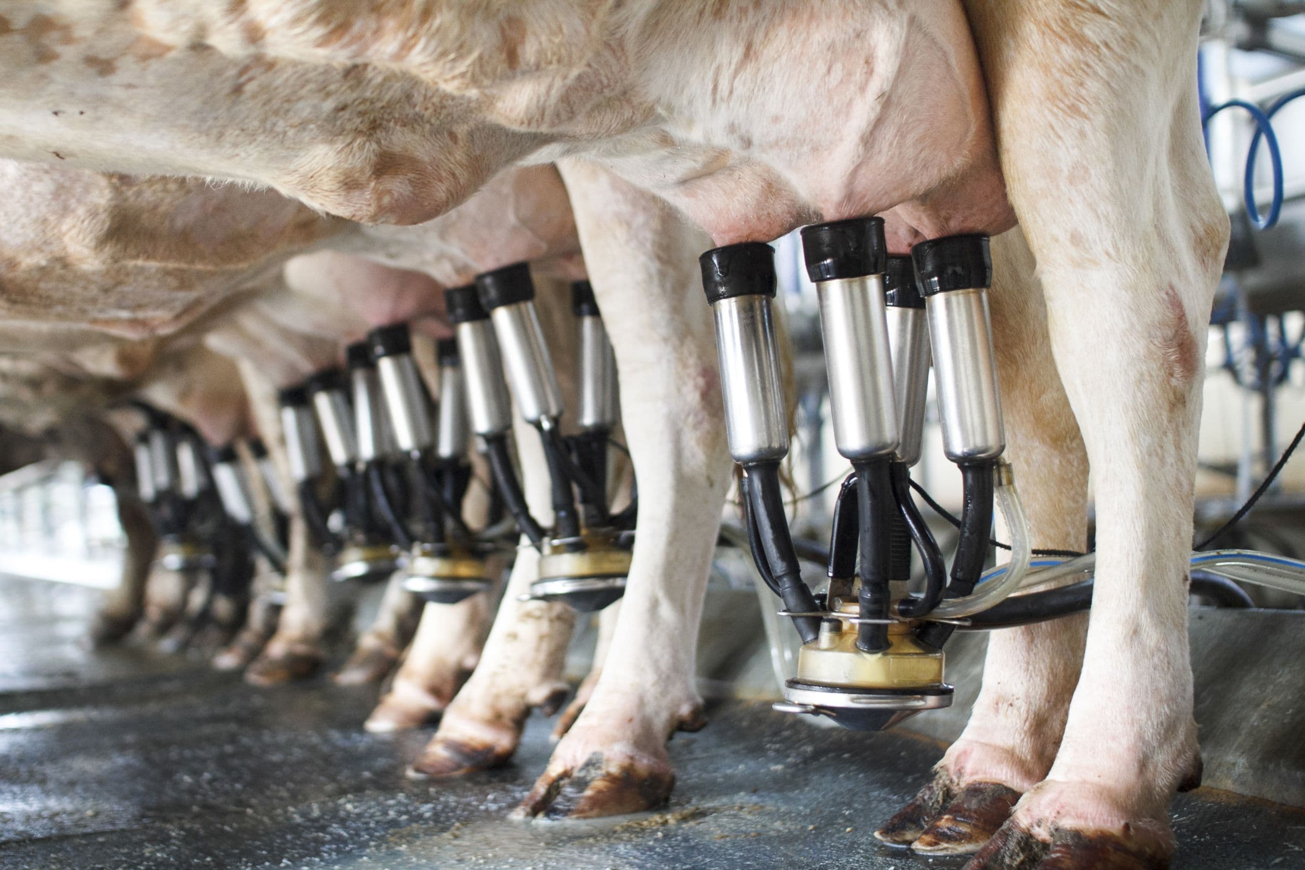 Getting the Facts Straight About Dairy’s Global Carbon Footprint