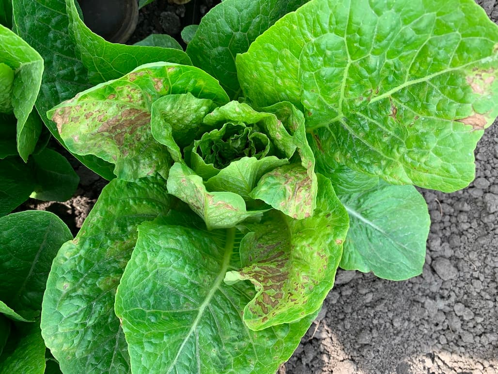 Pythium & INSV Infections in Salinas Lettuce Fields