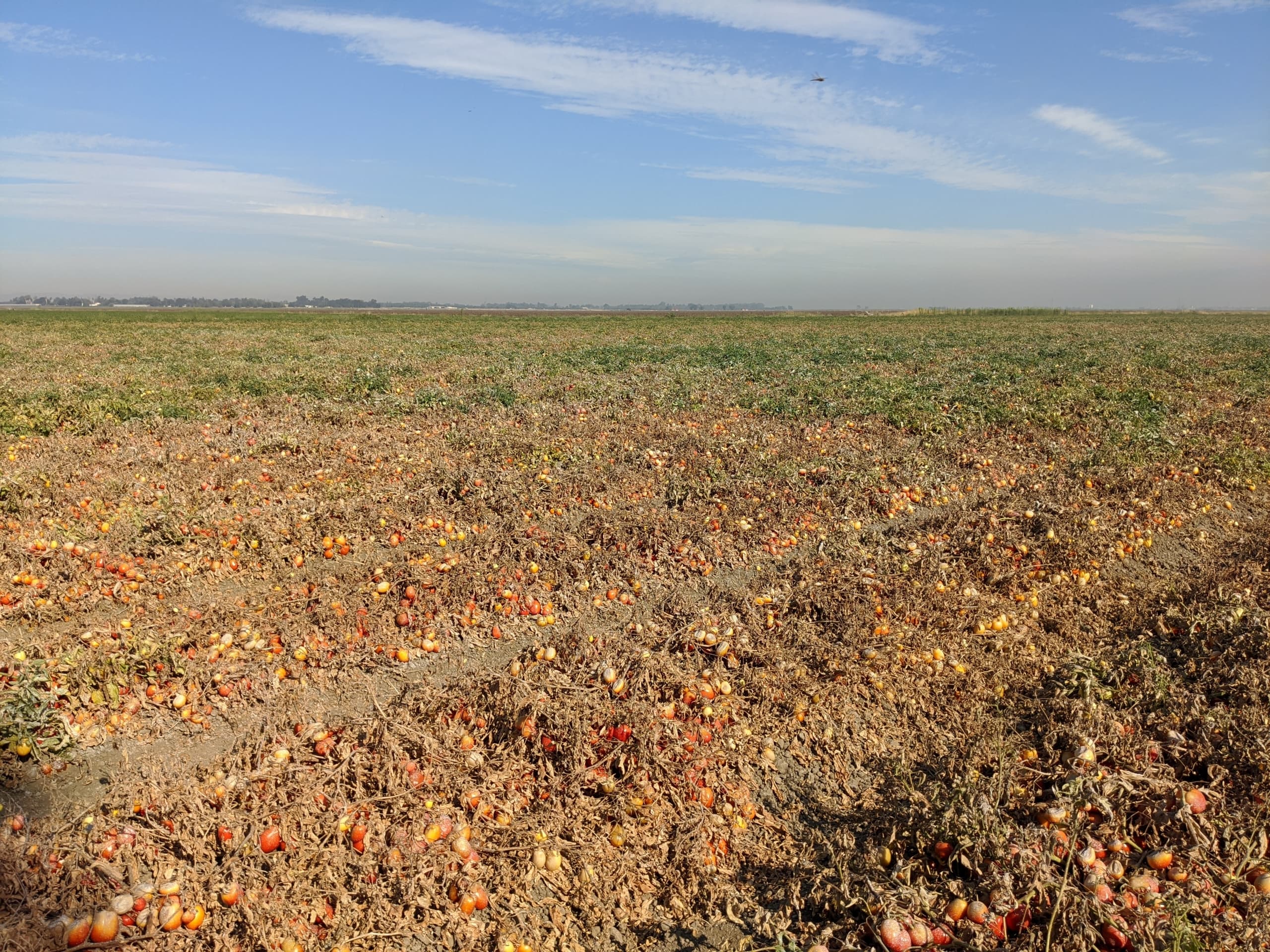 Managing Root-Knot Nematodes in Crop Rotations