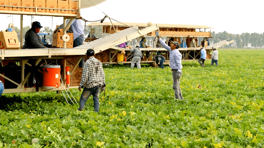 Thank a California Cantaloupe Farmworker