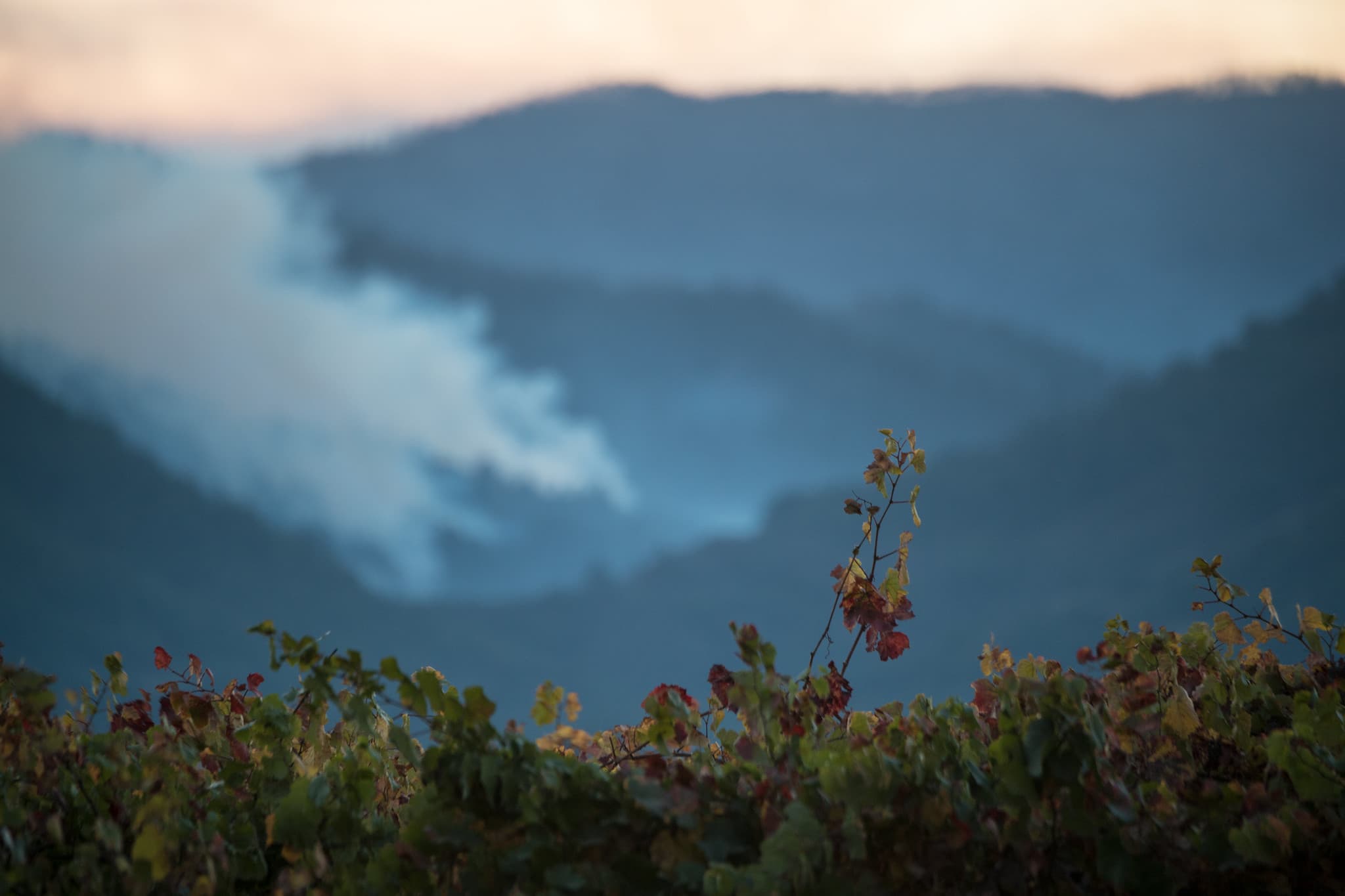 2020 Grape Crush Report Survey & Smoke Affected Wine Grapes