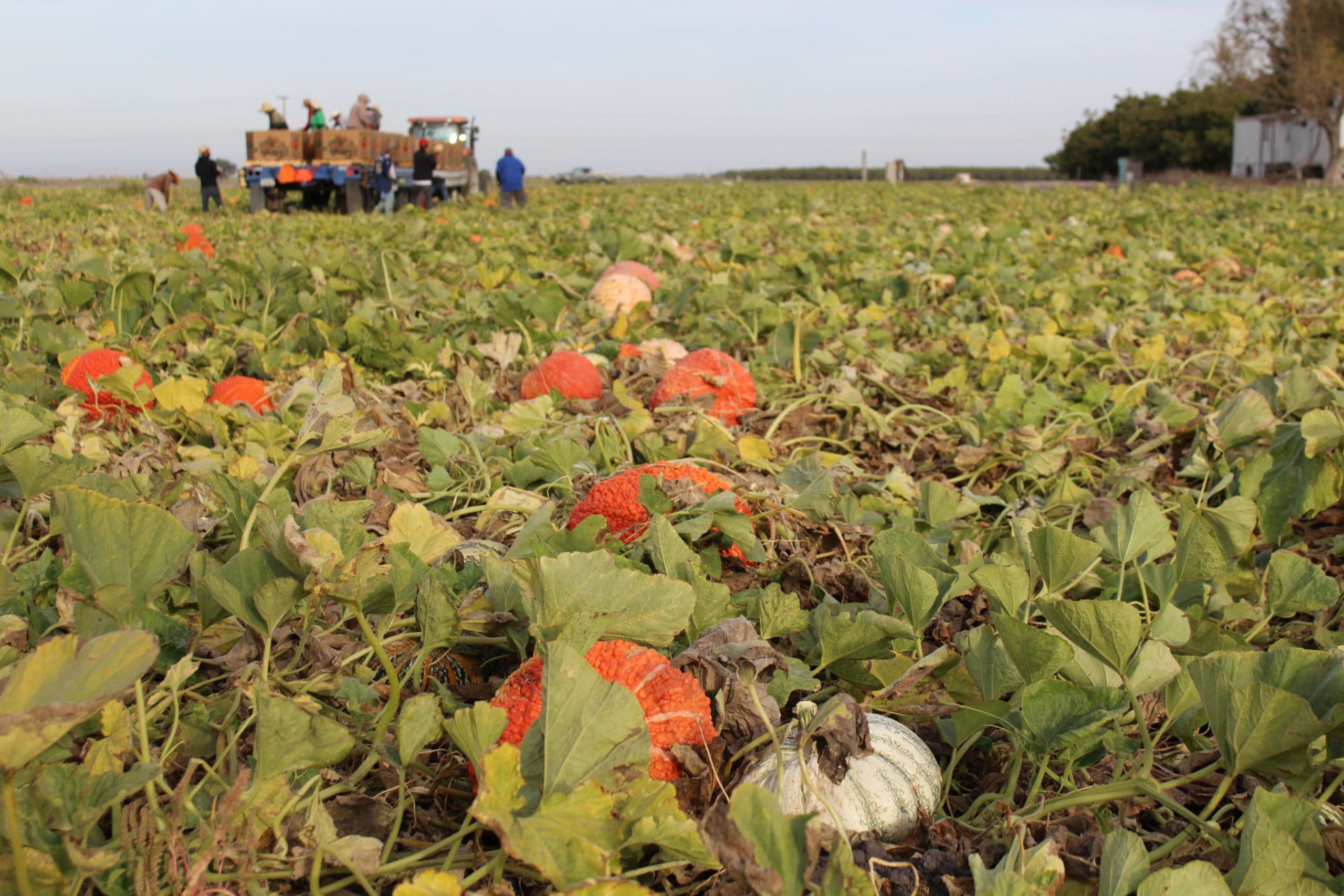 The Essential Pieces of Protecting Ag Workers, Preventing COVID-19 Spread