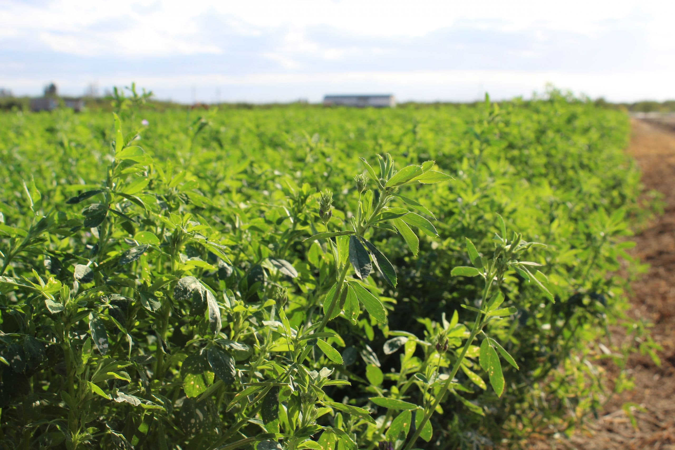 Transform (sulfoxaflor) Full Label Could be a Major Benefit for Alfalfa IPM
