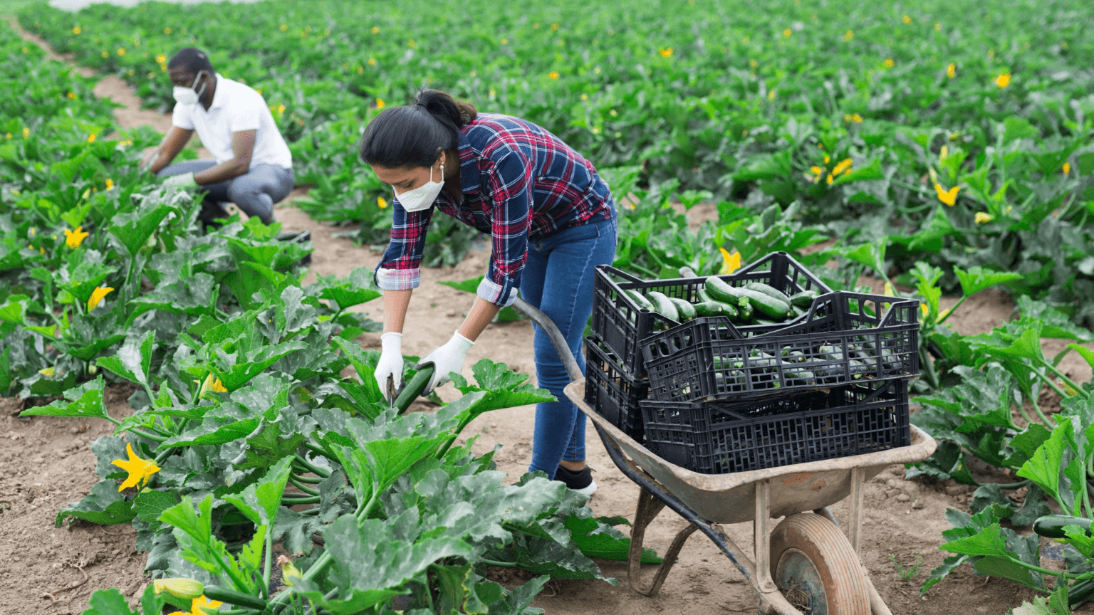 Is COVID-19 Aid Reaching Farmers?