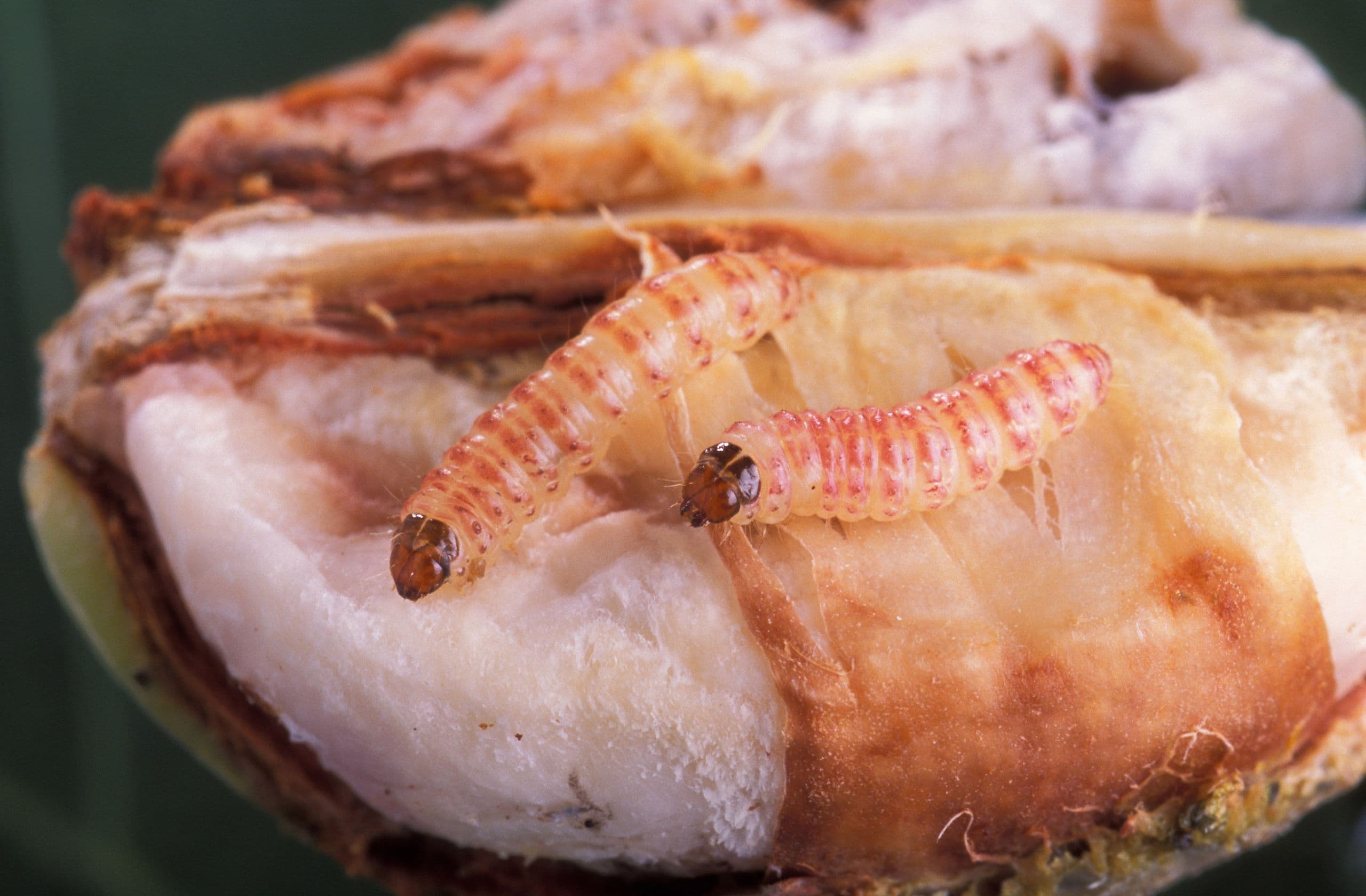 Synergy between Biotech and Classical Control Tactics Rid U.S. of Invasive Pest