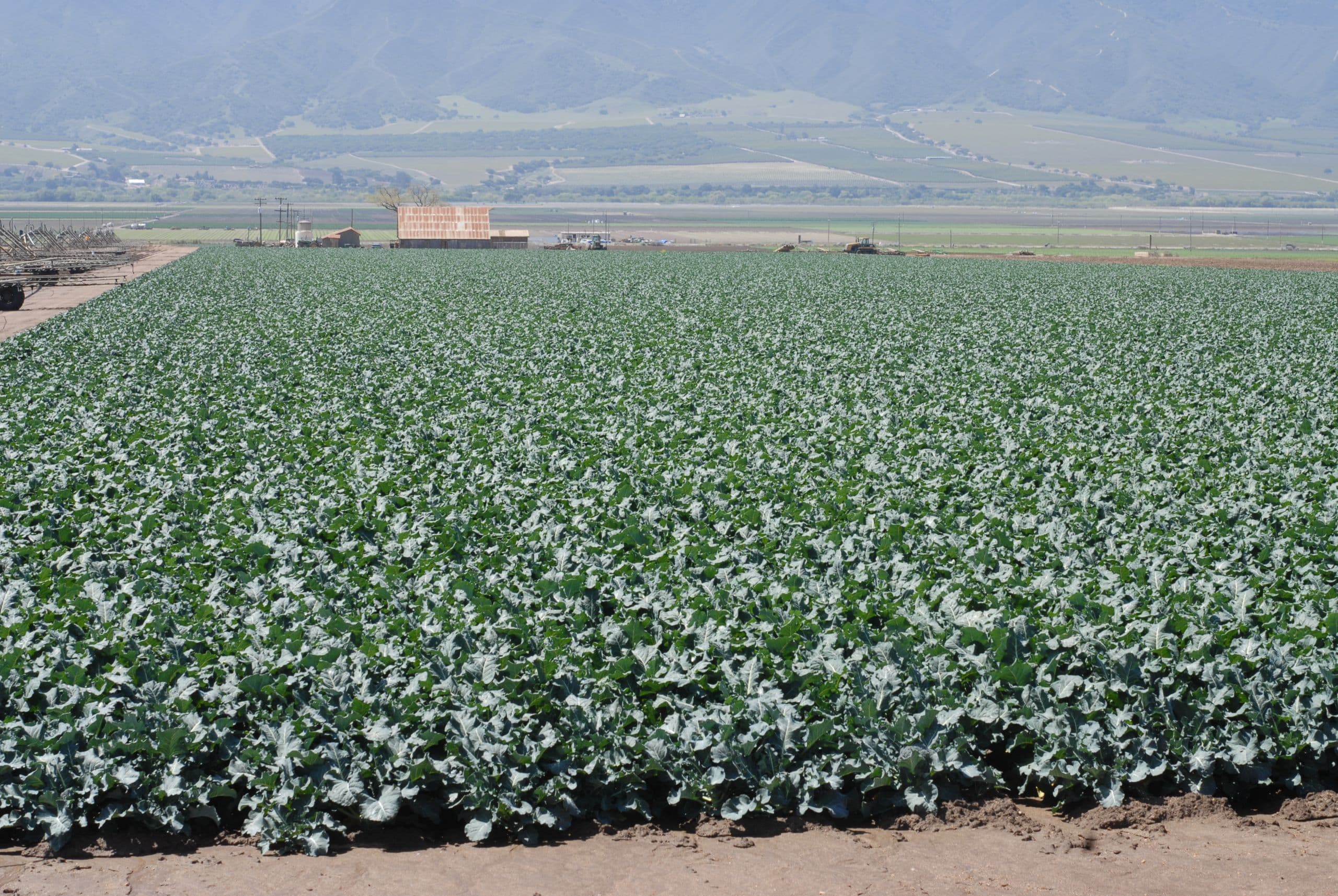 Broccoli Rotations Lower Pathogen Populations and Reduce Disease Incidence of Verticillium Wilt