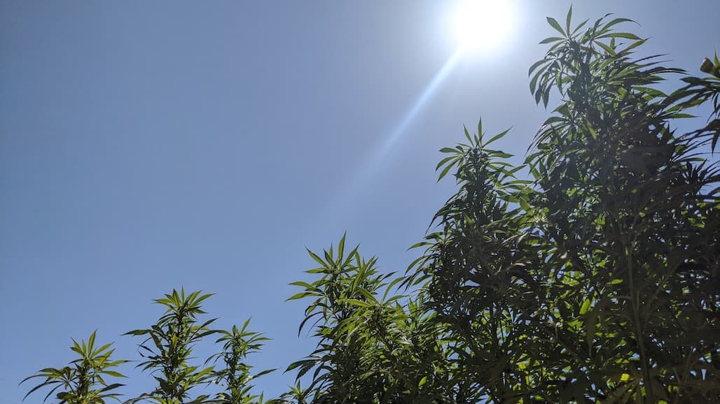 Lessons Learned in Regulating Hemp