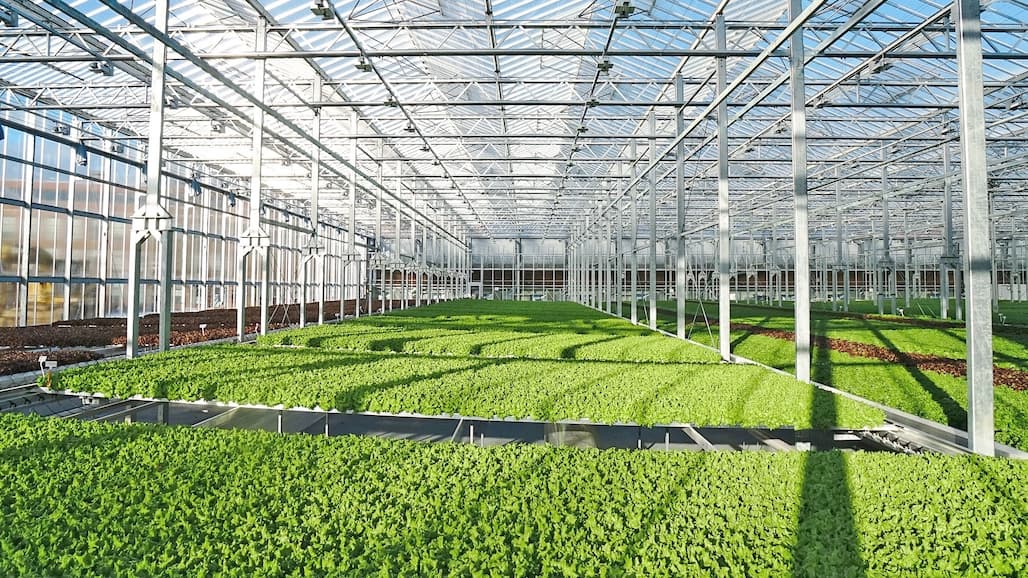 UC Partners with Gotham Greens to Advance Indoor Ag