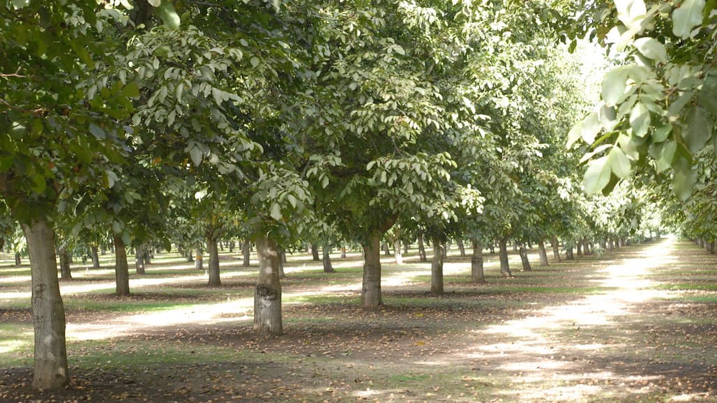 California Walnut Commission Electing New Members