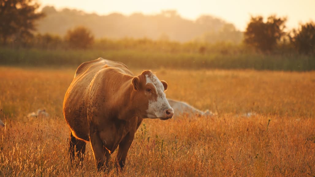 USDA Awards 85 New Projects to Help Mitigate Climate Change