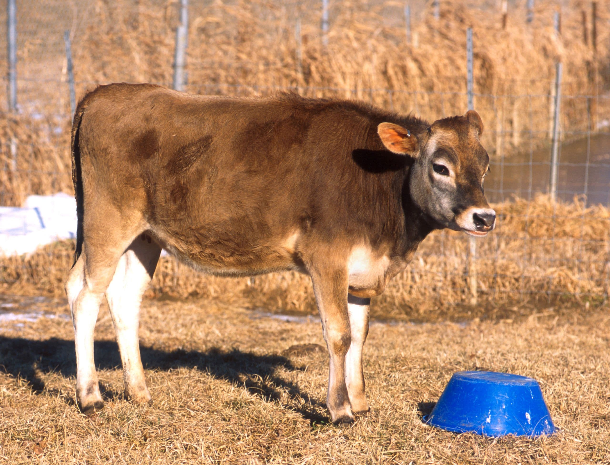 Genome to Phenome: ARS Research in Precision Agriculture