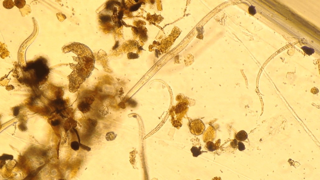 How do Nematodes Help Plants and Soils?
