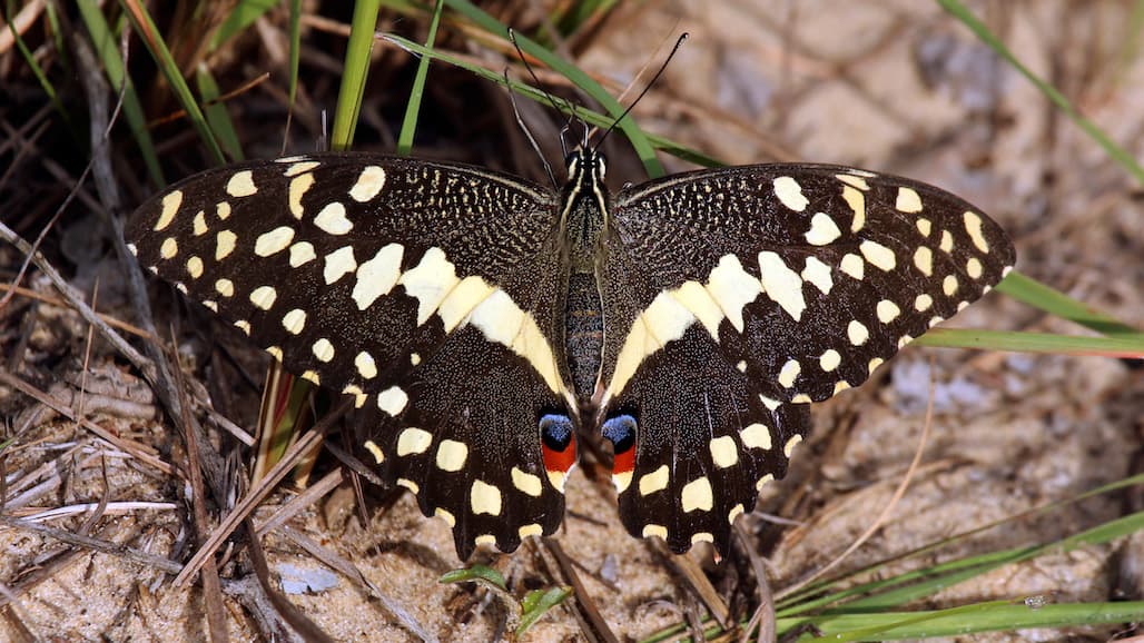 Protect Citrus from Sweet Orange Scab and Lime Swallowtail Butterfly