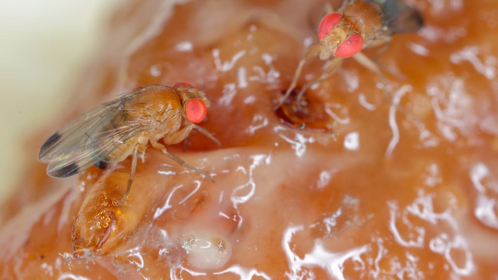 An Organic Alternative to Combatting Spotted Wing Drosophila
