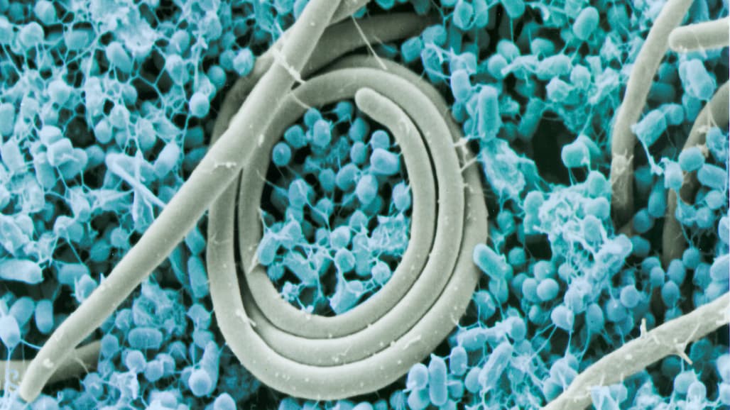 Good Bacteria Could Contribute in Fight Against Pathogens in Beef Processing Facilities