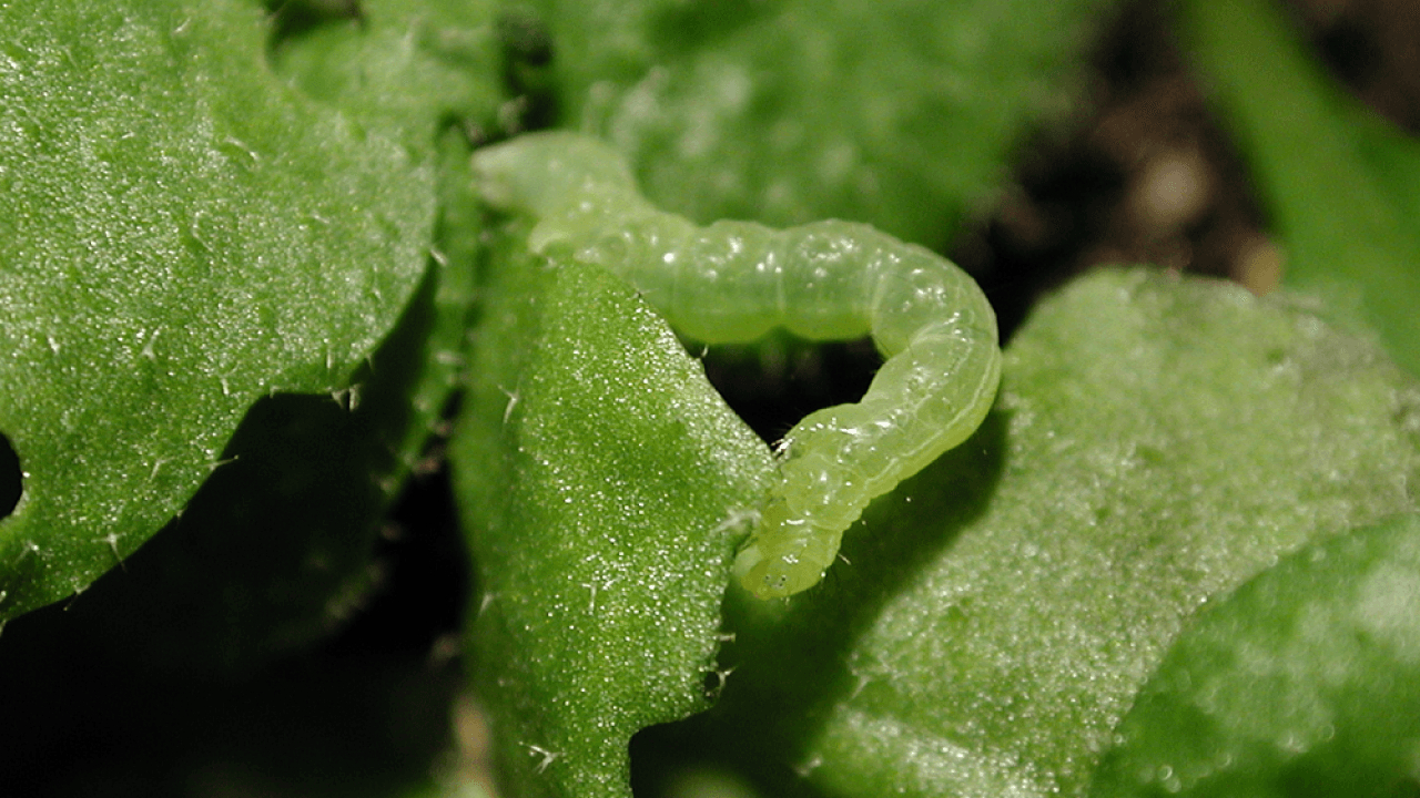 New Research Demystifies Evolution of Defense Mechanisms in Plants