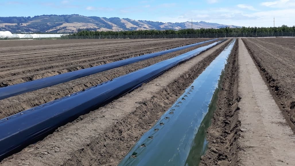 Soil-Biodegradable Mulch In Strawberry Field Day, Aug 17