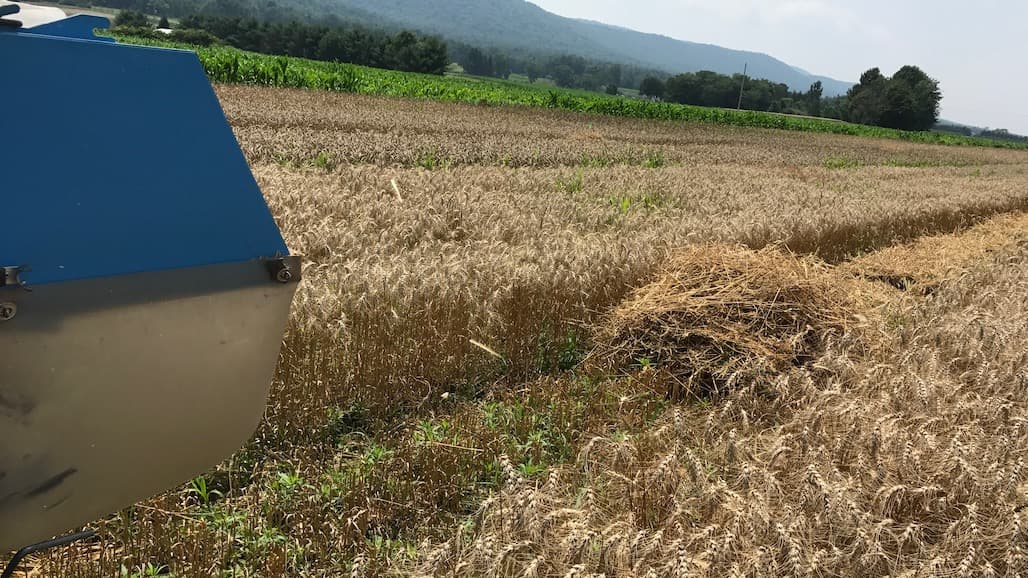 Why Mix Varieties of Wheat in a Field?