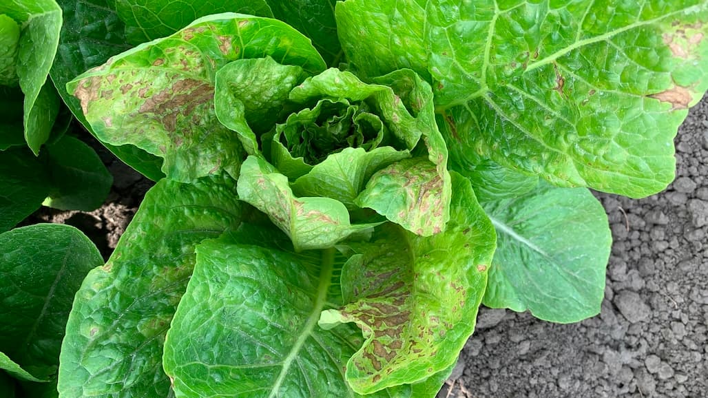Researchers & Grower-Shipper Association Collaborate to Battle INSV